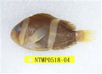 藏品(克氏海葵魚)的圖片